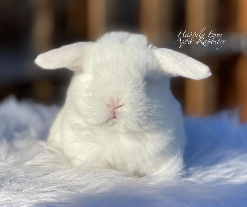 Cuddle-ready Holland Lop Bunny Seeking a Loving Family