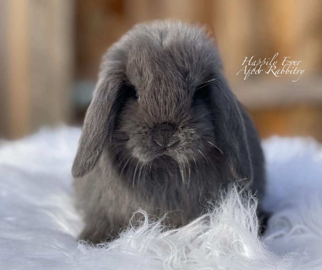 Adopt a Mini Lop Bunny from Happily Ever After Rabbitry - Conveniently Located Bernville, PA