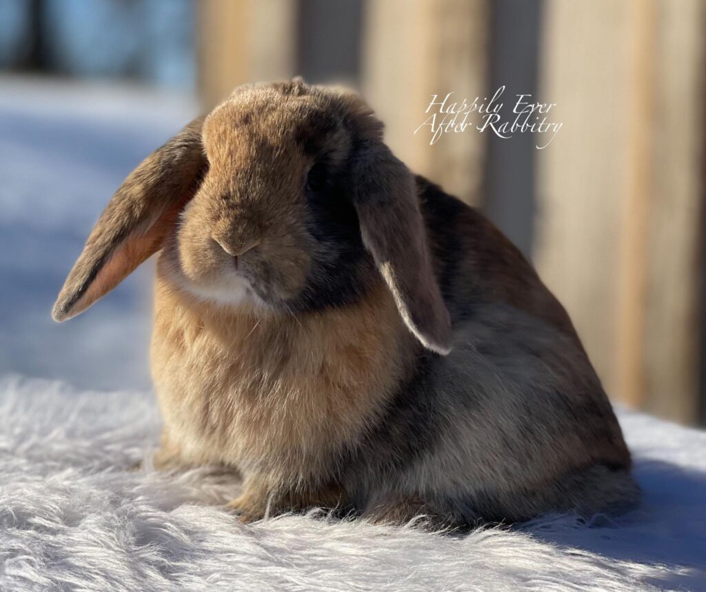 Discover Nearby Cuteness – Rabbits for Sale Near Me – Your New Companion Awaits!