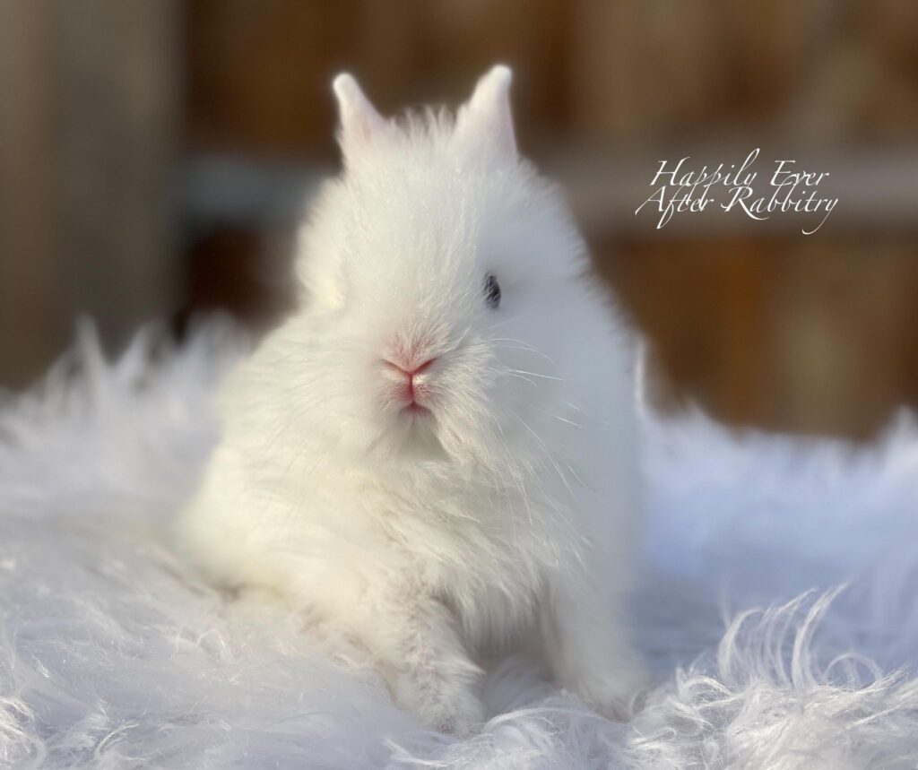 Cherubic bunny in need of a loving family