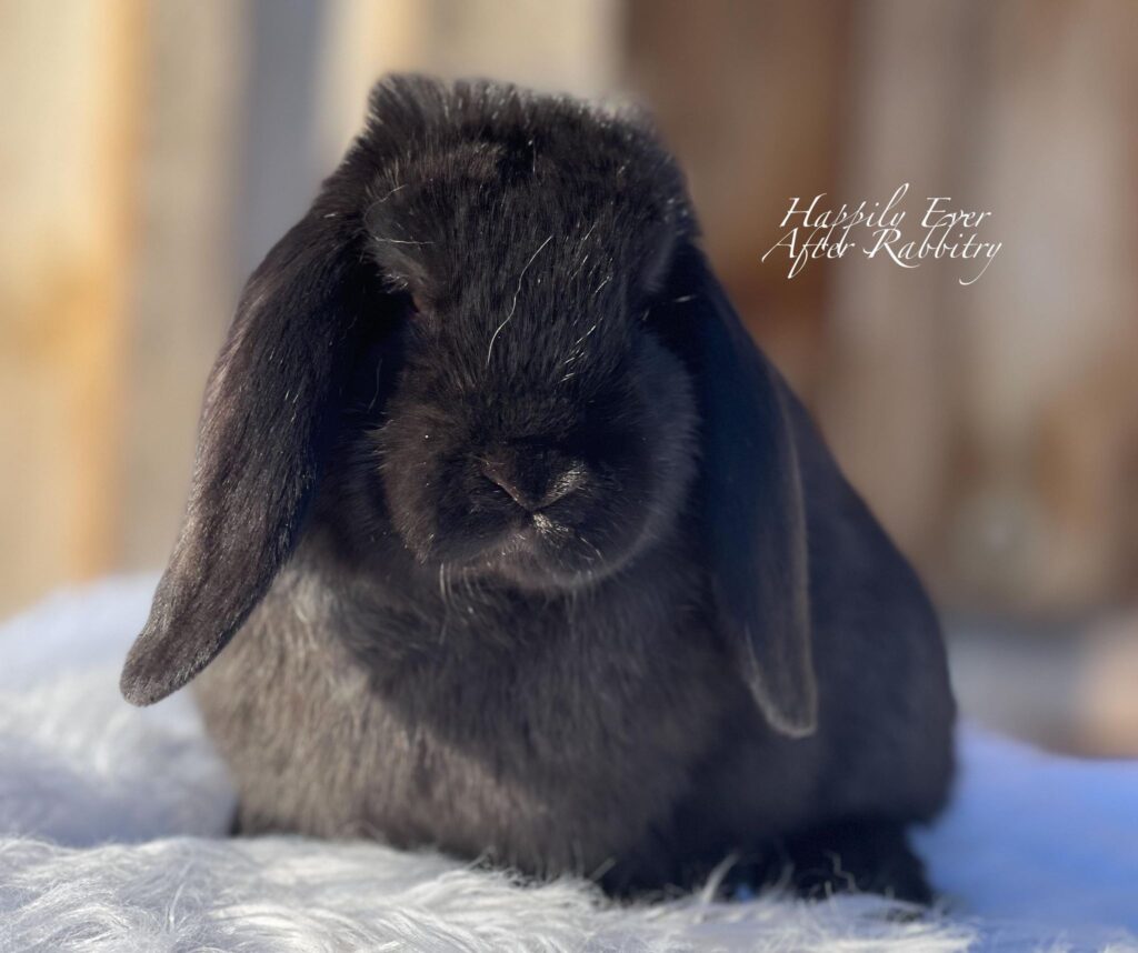 Local Bunnies for Adoption – Discover Joy with Rabbits for Sale Near Me!
