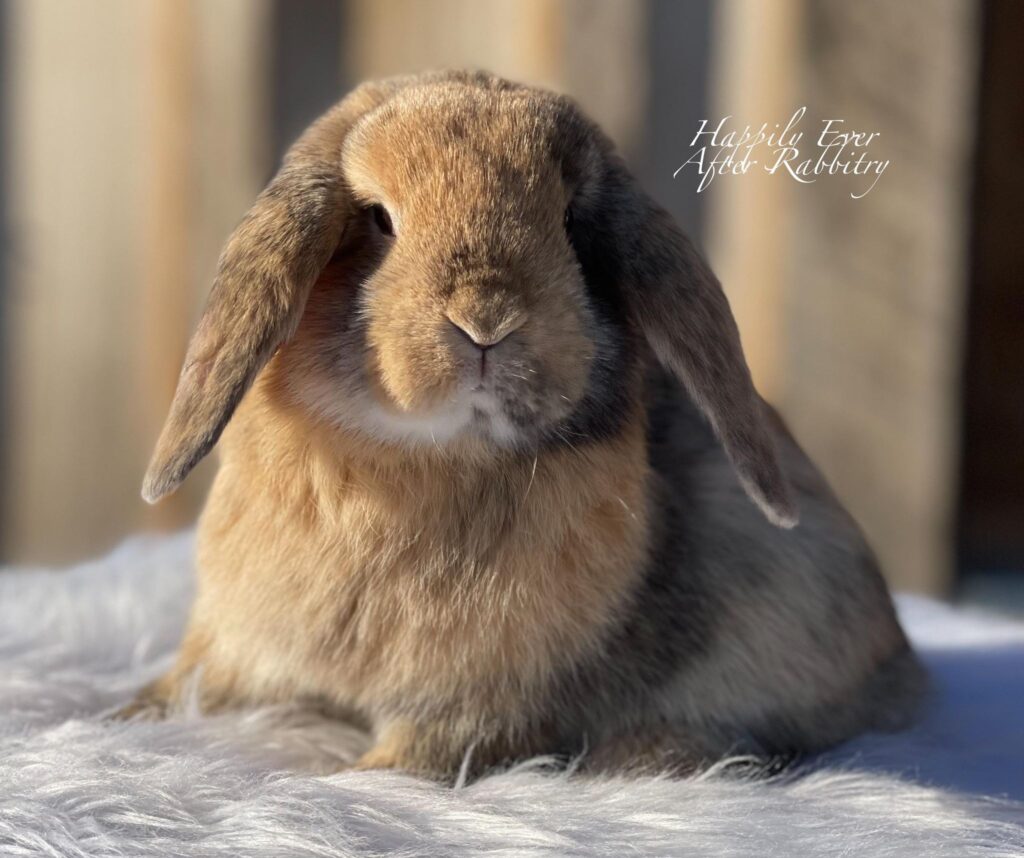 Discover Nearby Cuteness – Rabbits for Sale Near Me – Your New Companion Awaits!