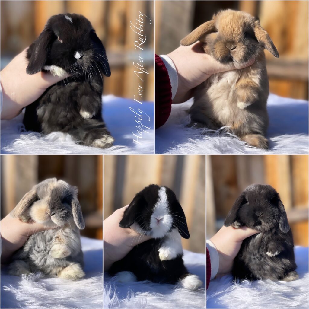 Bunny for Adoption