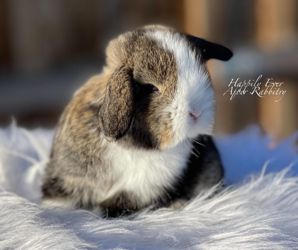 Adorable bunny rabbits for sale 