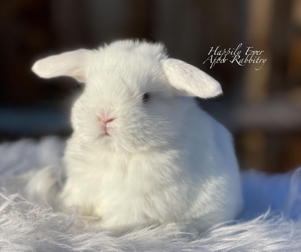 Cuddle-ready Holland Lop Bunny Seeking a Loving Family
