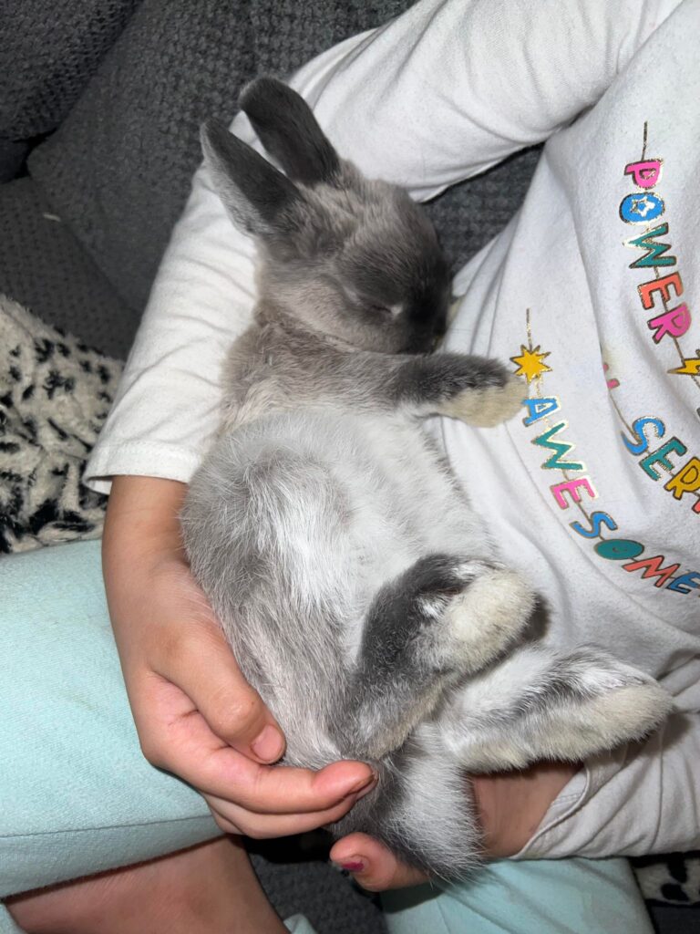 Netherland Dwarf Rabbits for sale 