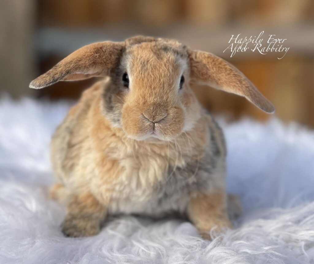 Cuddle-ready Mini Plush Lop Bunny Seeking a Loving Family