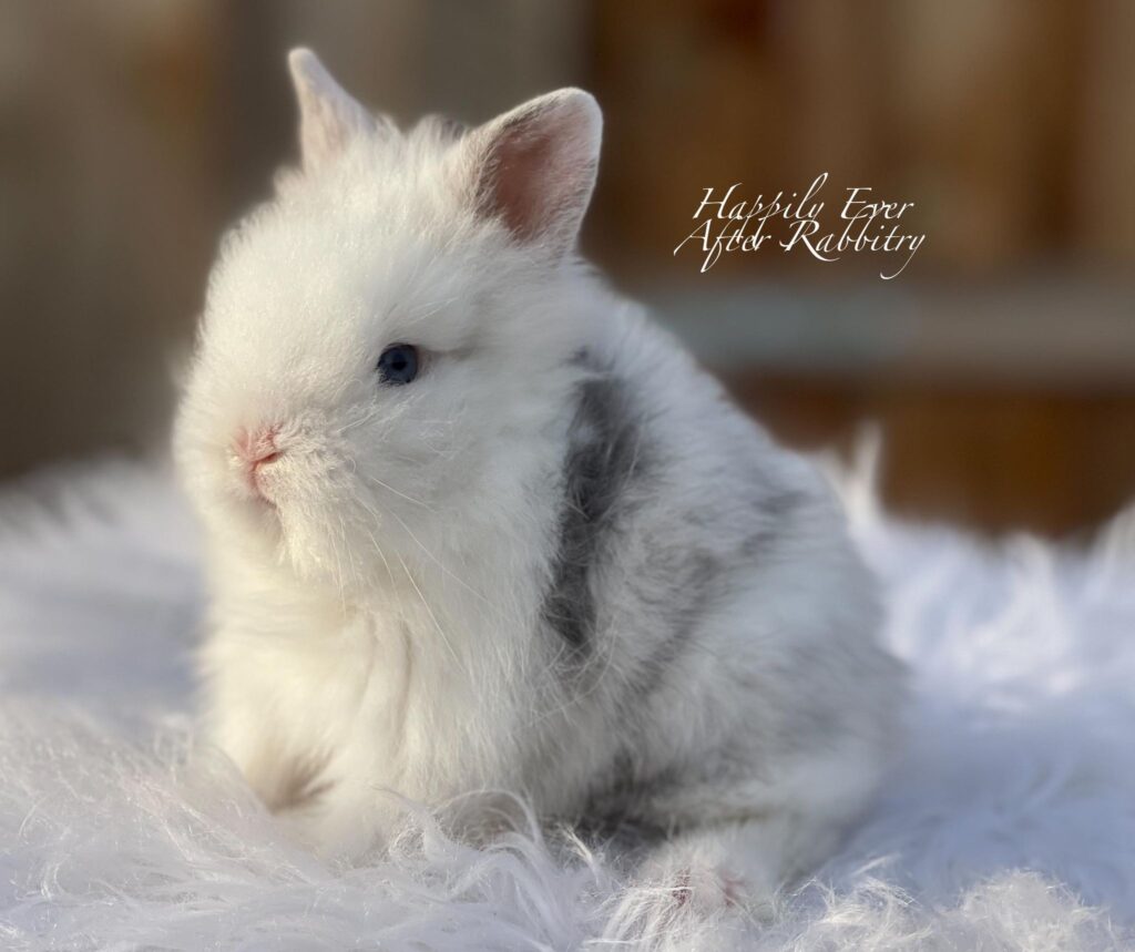 Cuteness overload! Bunny for sale - Your new furry friend awaits!