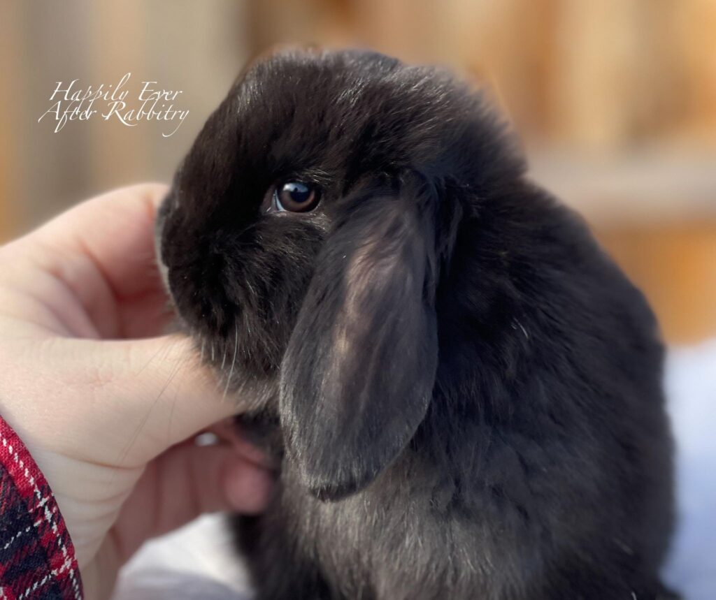 Mini Lop Bunnys - Your Perfect Companion Awaits