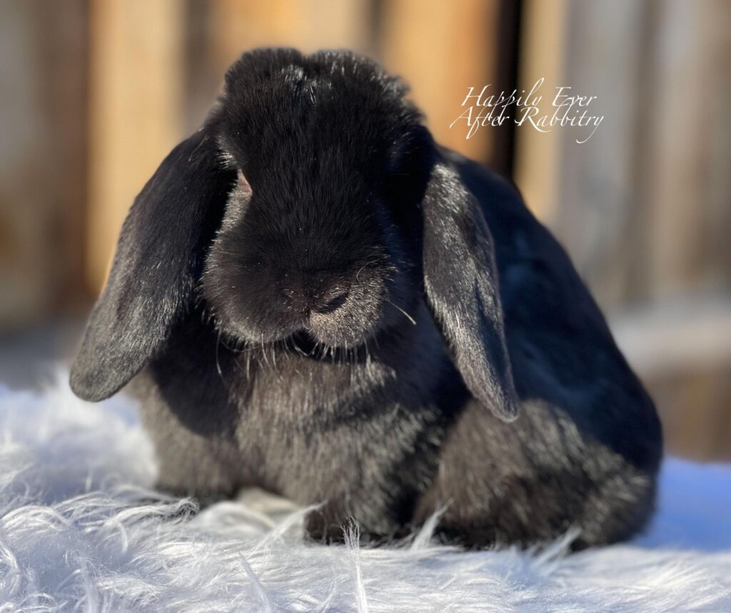 Local Bunnies for Adoption – Discover Joy with Rabbits for Sale Near Me!