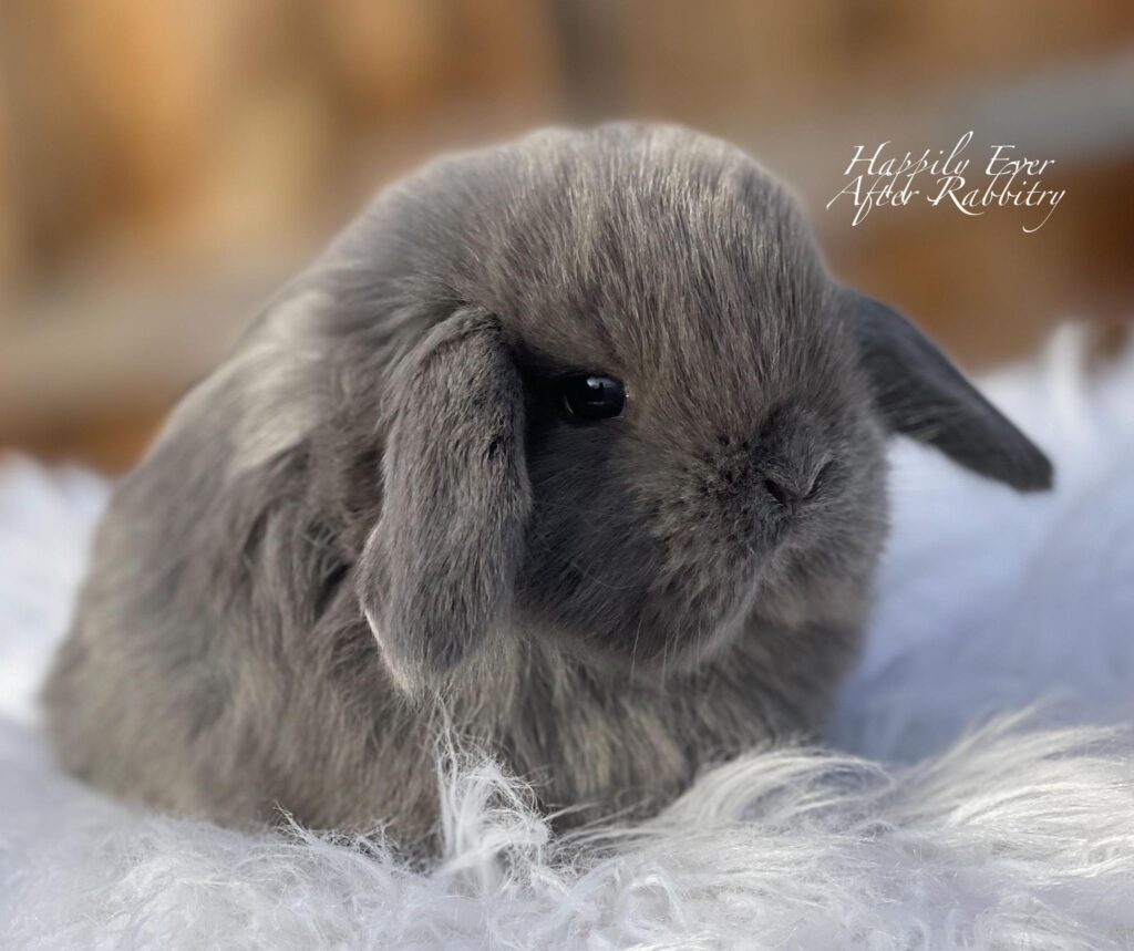 Stunning Blue Mini Lop Bunnies Looking for Loving Homes
