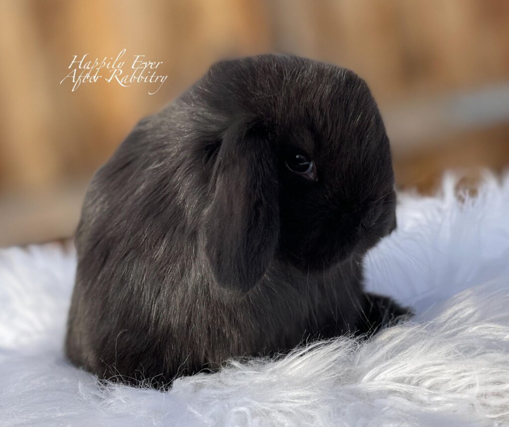 Local Mini Lop Bunnies for Sale Near You in PA, NJ, and NY