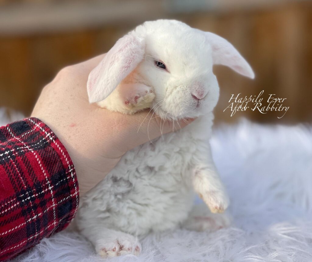 Sweet Mini Plush Lop Bunny Looking for a Forever Home