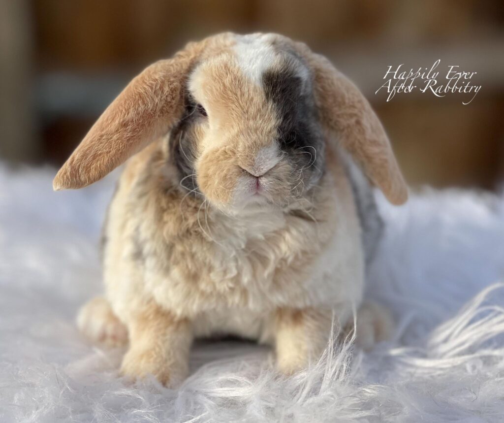 Find your new furry friend with our bunnies for sale