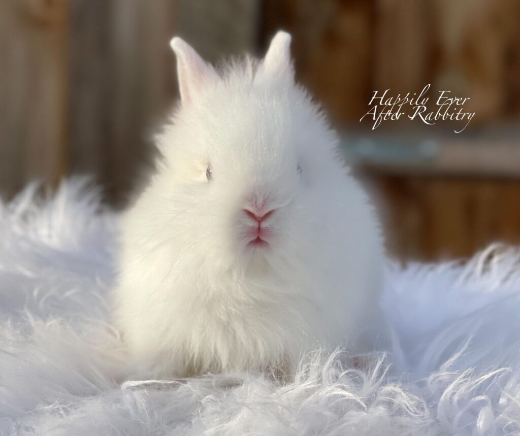 Cherubic bunny in need of a loving family
