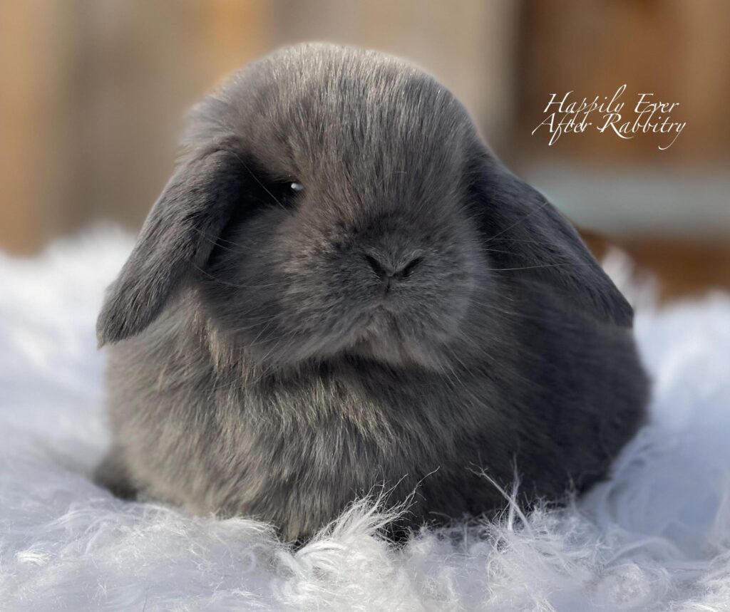 Stunning Blue Mini Lop Bunnies Looking for Loving Homes