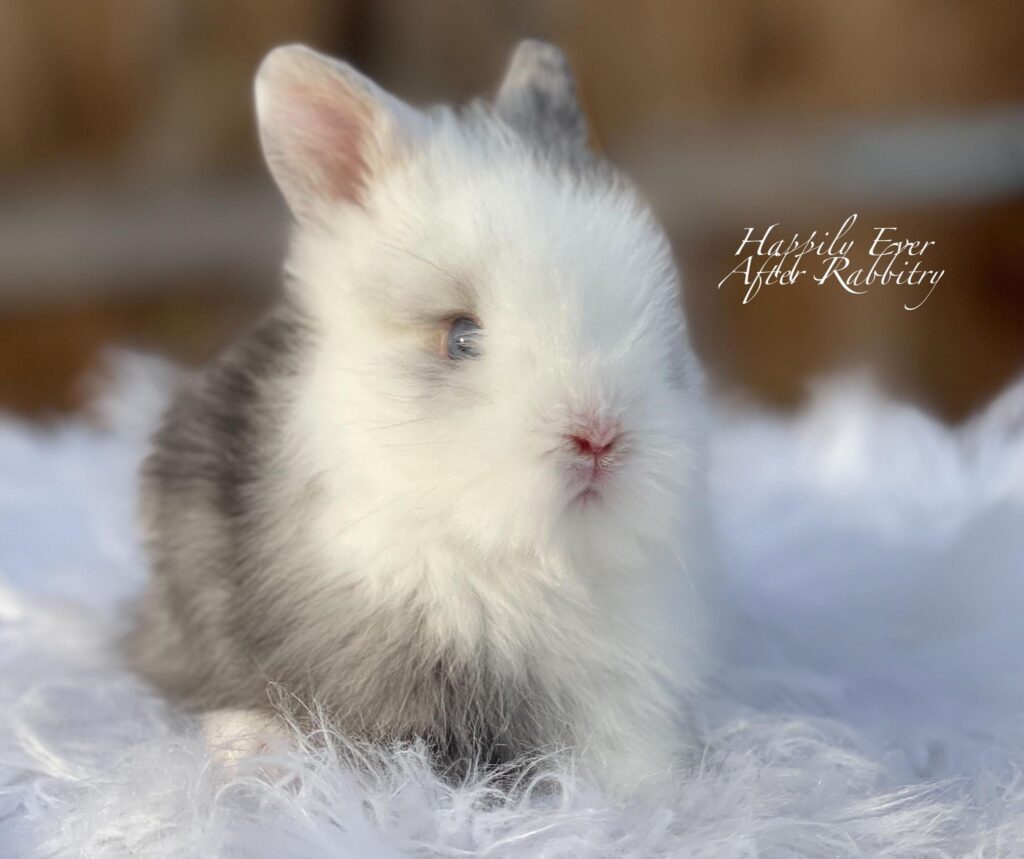 Fluffy charm alert! Bunny for sale - Find your perfect companion!