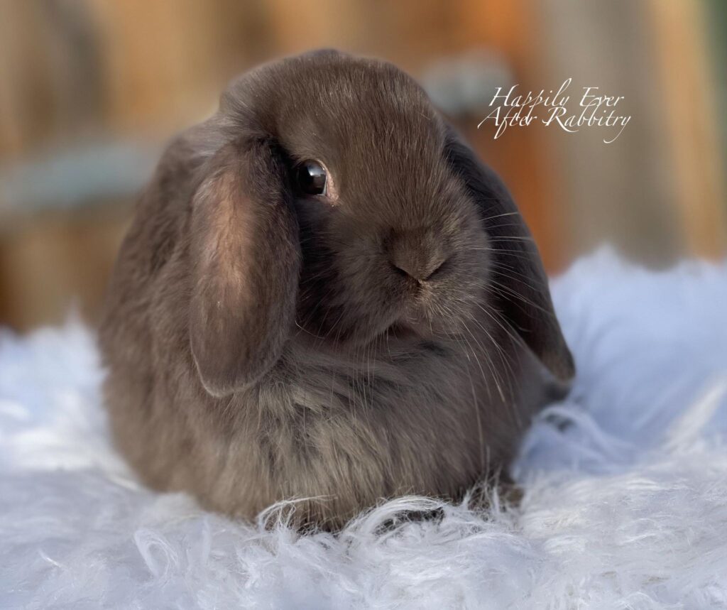 Find Your Perfect Bunny - Mini Lop for Adoption