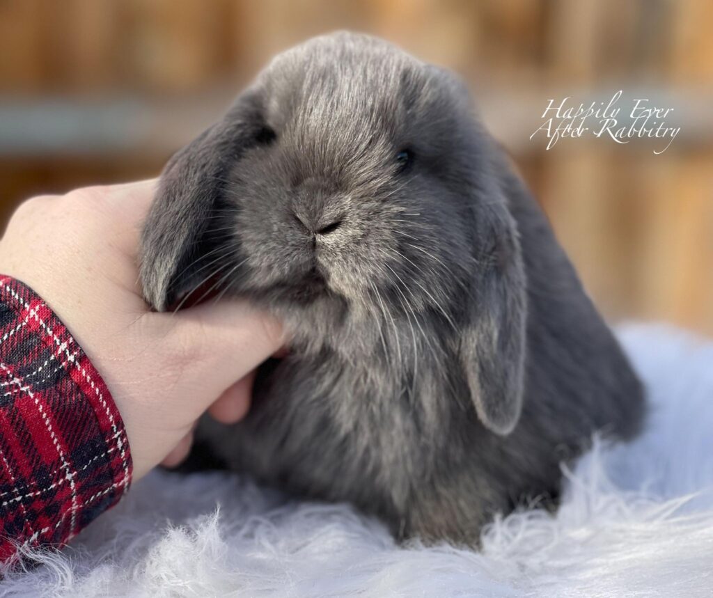 Cuddle-ready Mini Lop Bunny Seeking a Loving Family