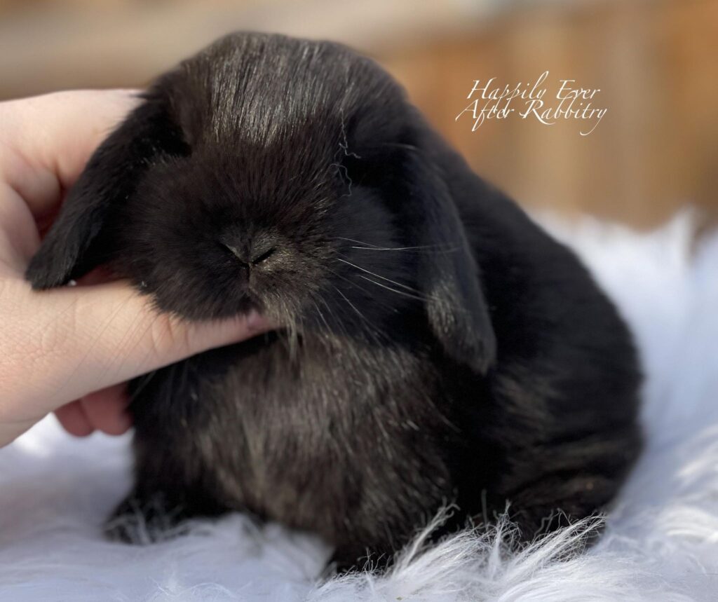 Local Mini Lop Bunnies for Sale Near You in PA, NJ, and NY