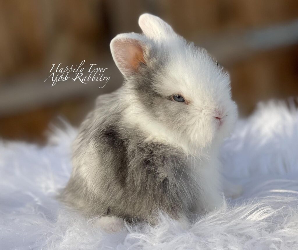 Fluffy friend on the market - Your new bunny awaits!