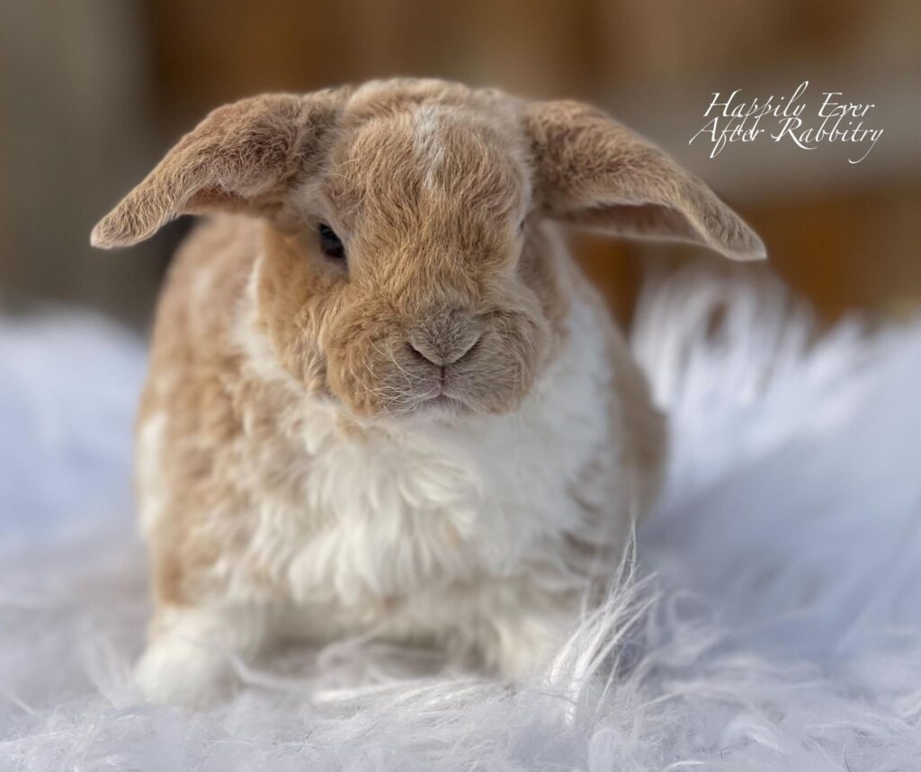 Explore adorable bunnies for sale near your location