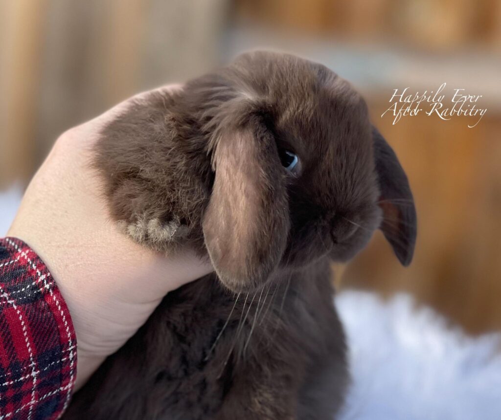 Adorable Mini Lop Bunny Available for Adoption