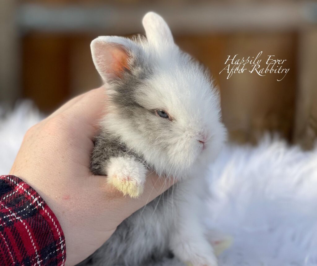 Fluffy friend on the market - Your new bunny awaits!