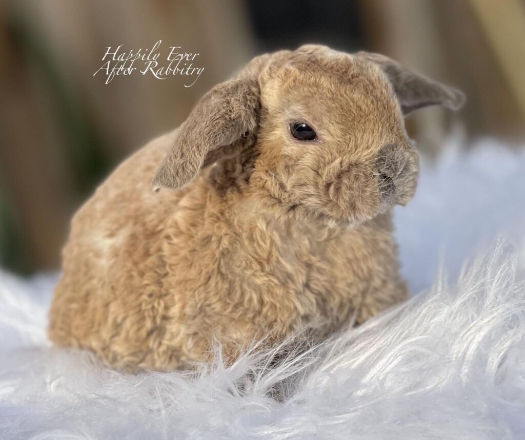 Irresistible bunnies ready for adoption