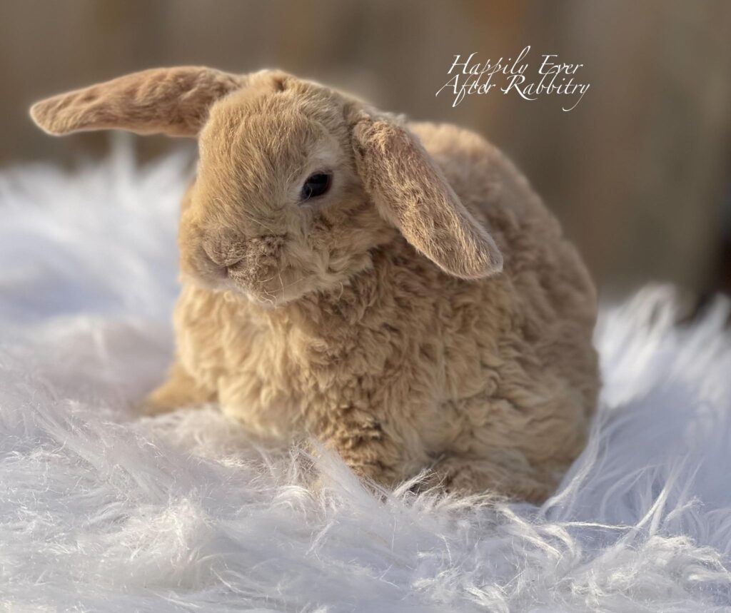 Charming bunnies seeking loving families