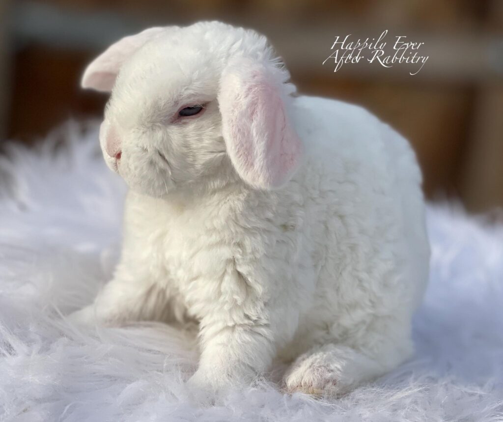Sweet Mini Plush Lop Bunny Looking for a Forever Home