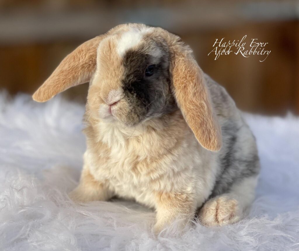 Find your new furry friend with our bunnies for sale