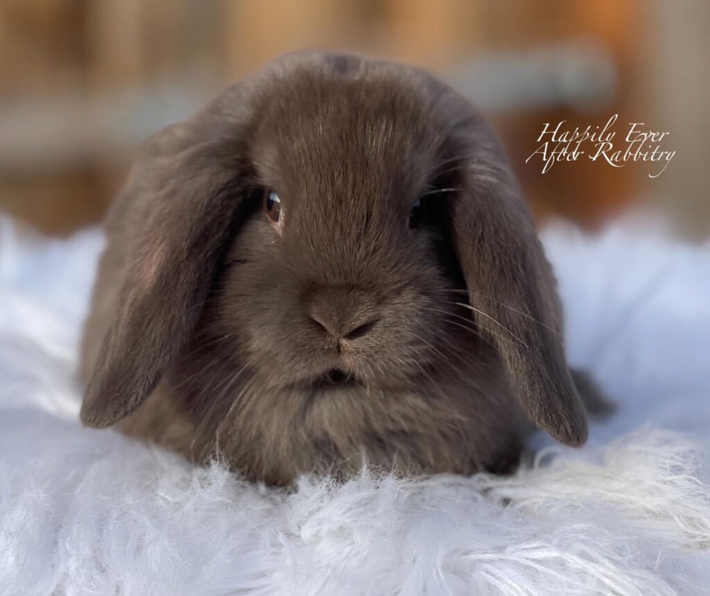 Adorable Mini Lop Bunny Available for Adoption
