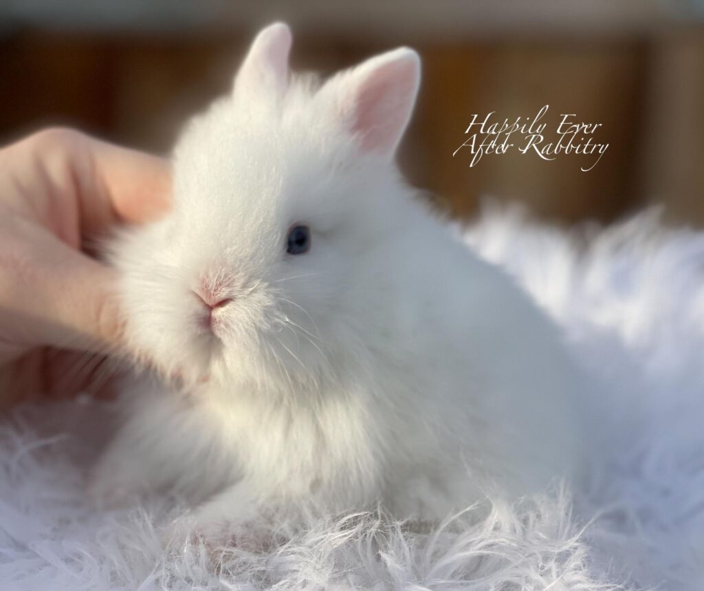 Adopt happiness today - Explore our adorable bunny for sale!