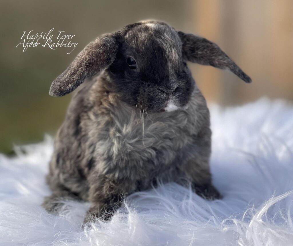 Explore our available Mini Plush Lops for adoption – irresistibly cute