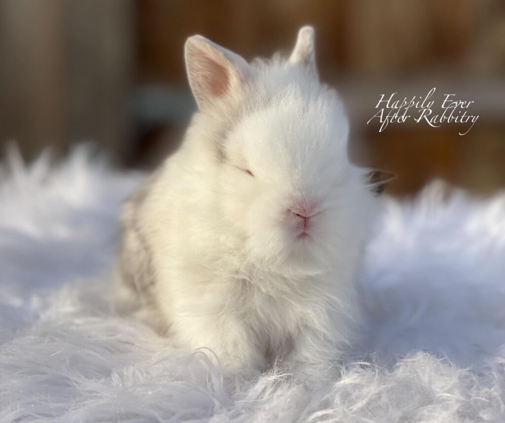 Cuteness overload! Bunny for sale - Your new furry friend awaits!