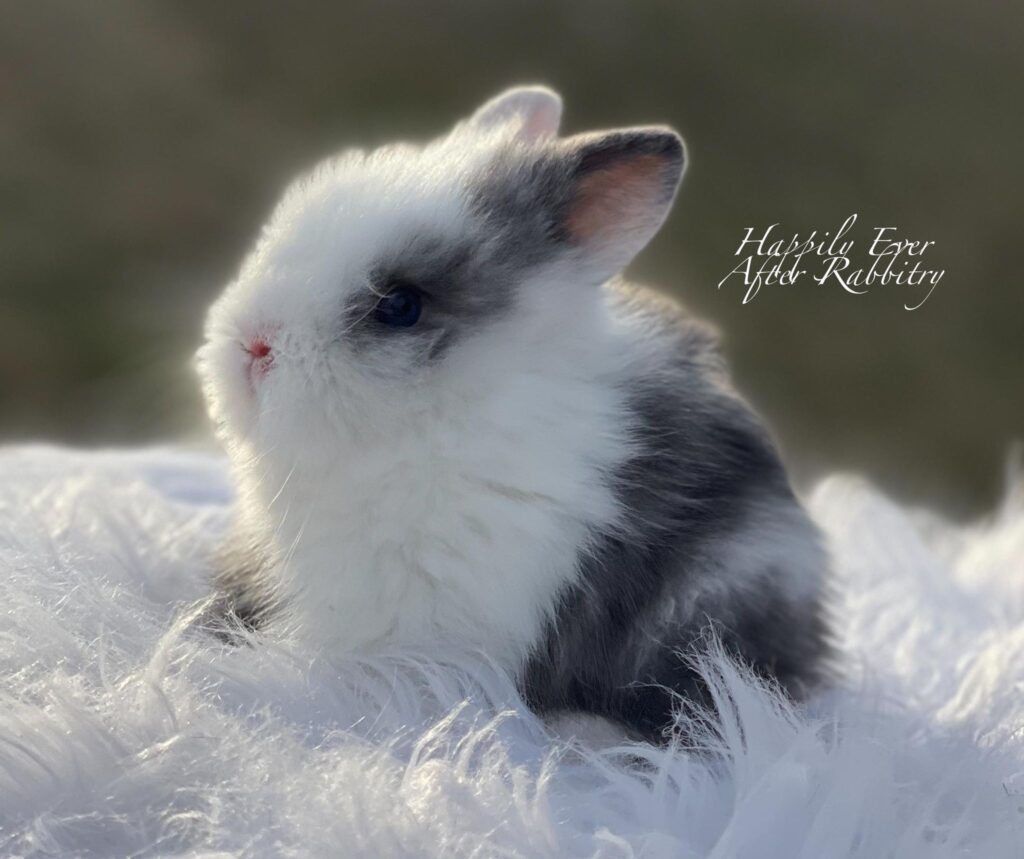 Fluffy charm alert! Bunny for sale - Find your perfect companion!