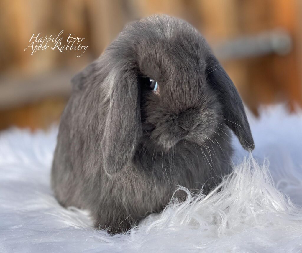 Adopt a Mini Lop Bunny from Happily Ever After Rabbitry - Conveniently Located Bernville, PA