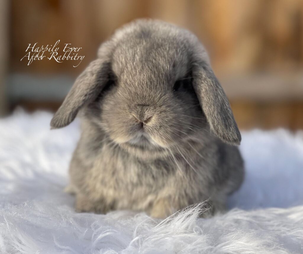Mini Lop Bunnies Looking for Loving Homes