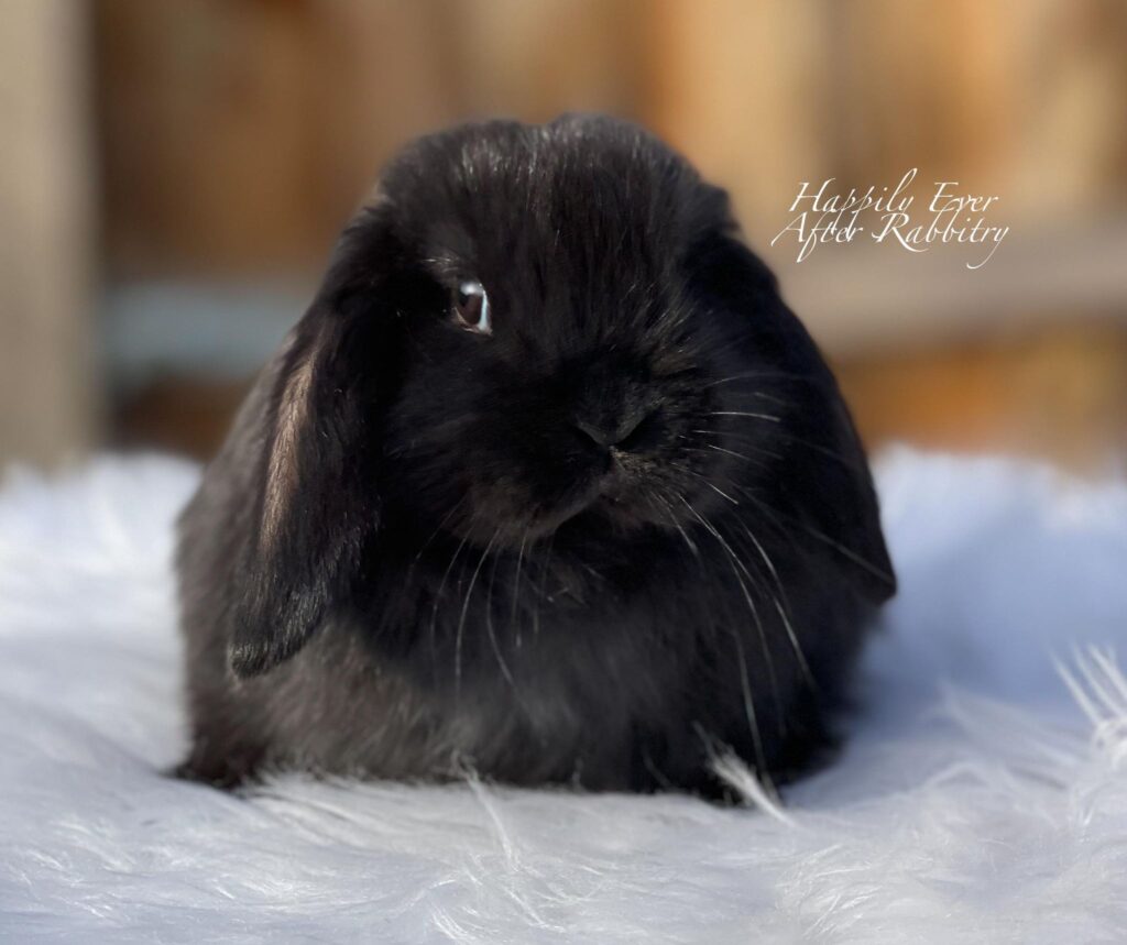 Find Your Perfect Bunny - Mini Lop for Adoption