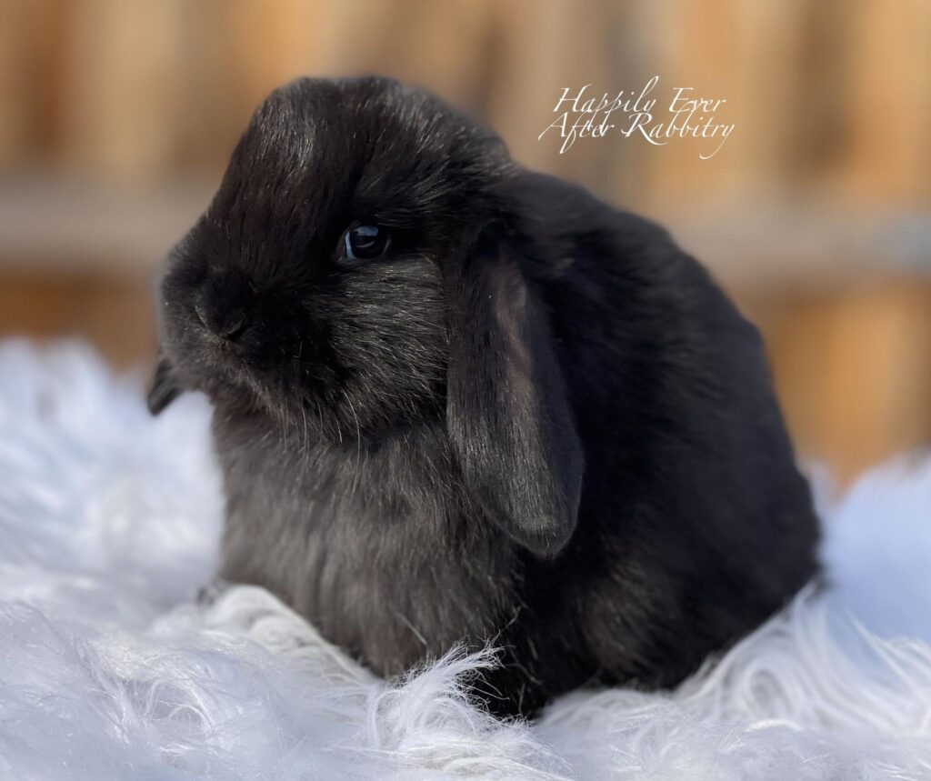 Mini Lop Bunnys - Your Perfect Companion Awaits