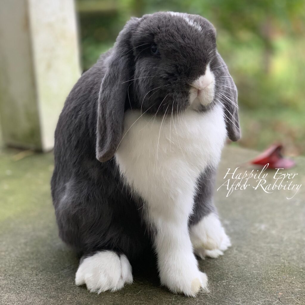 Charming Rabbits for sale near me 
