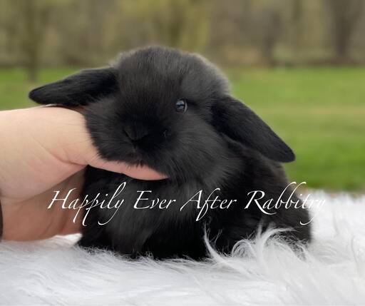 mini lop rabbits for sale