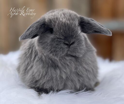 Local Holland Lop Bunnies for Sale Near You