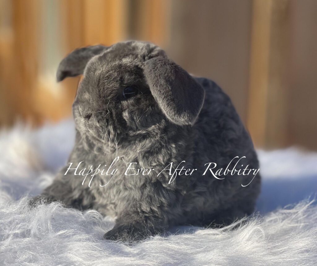 Adopt Your New Bunny Companion - Mini Plush Lop for Sale