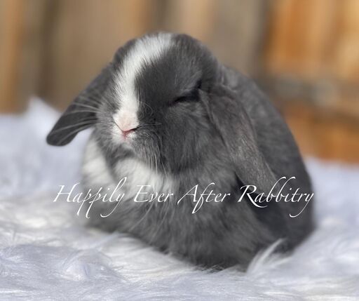 Join the bunny brigade - Bunny for sale, your playful pal awaits!