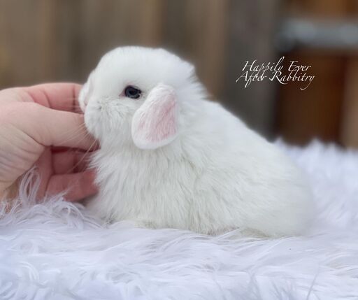 Holland Lop Bunnies for sale near me