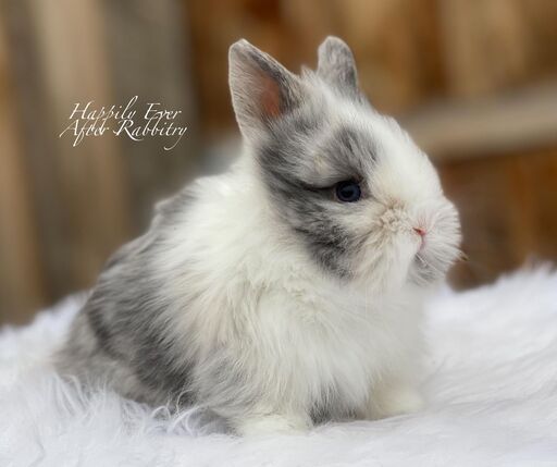 Captivating Lionhead Bunny Available for Adoption