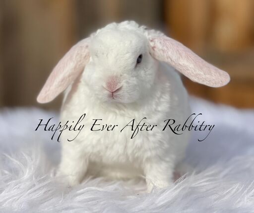 Cute Mini Plush Lop Bunnys Ready for New Homes