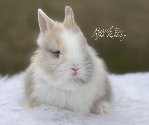 Discover Available Lionhead Bunnies For Sale in PA, NJ, and NYC